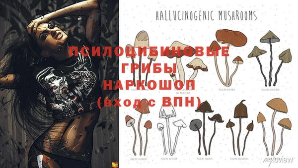 гашик Аркадак